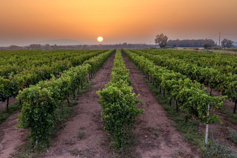 Koukos Winery Vyno zurnalas