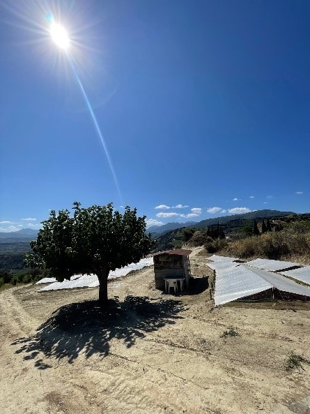 Mavrodaphne džiūsta Graikijoje