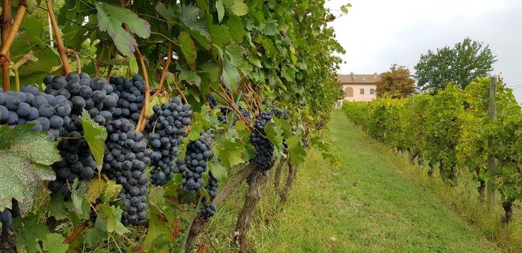 Barberas Asti ir Alba