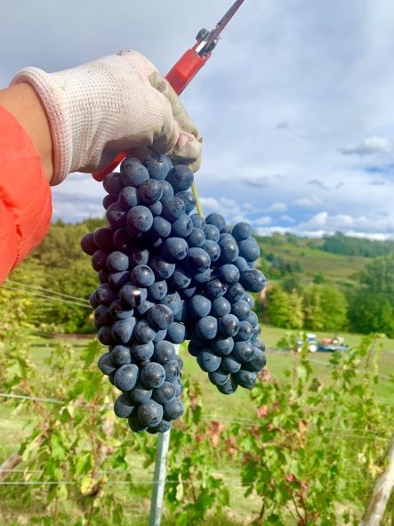 Barbera