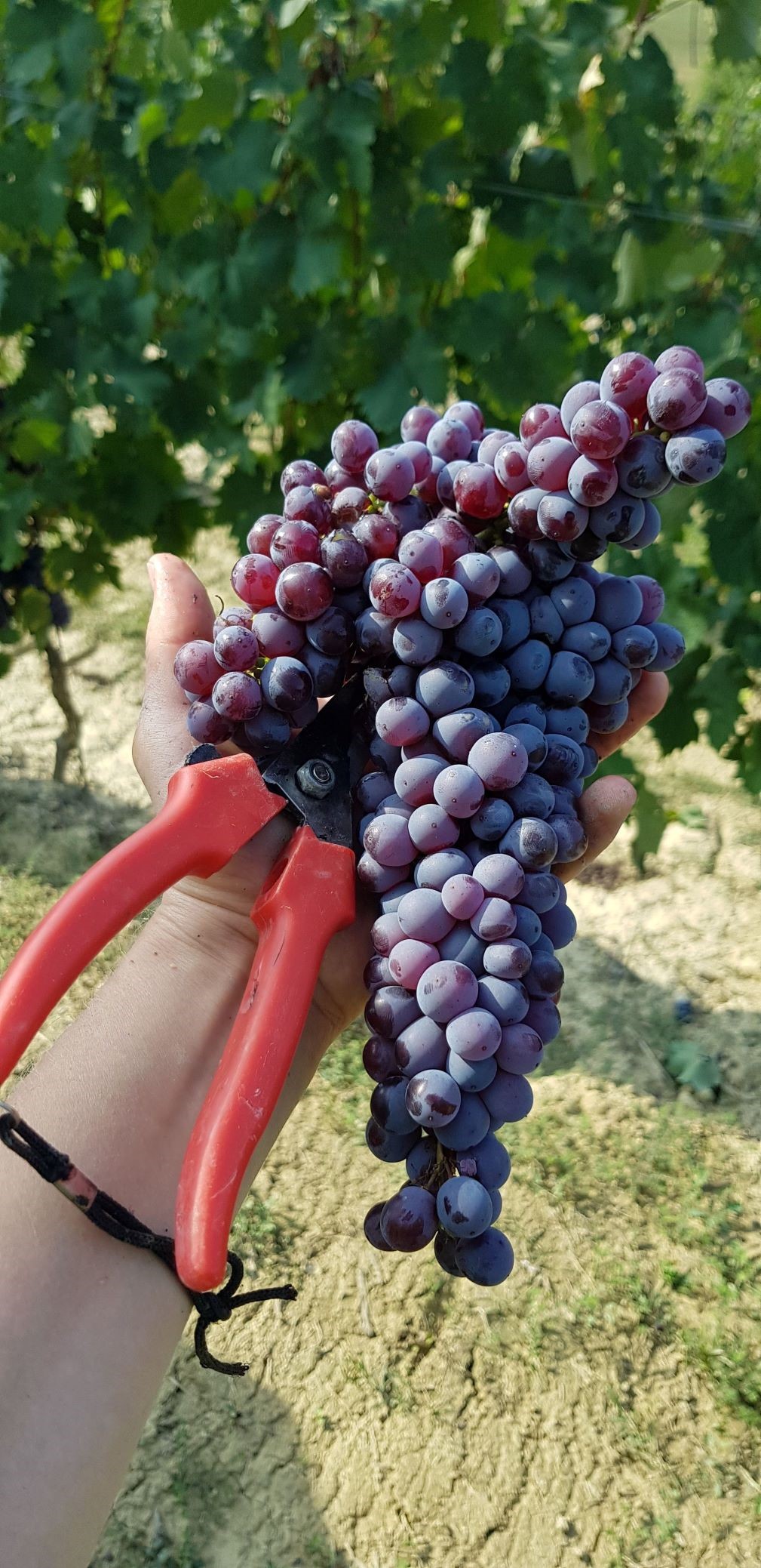 Pamirštos Pjemonto veislės - Vyno žurnalas
