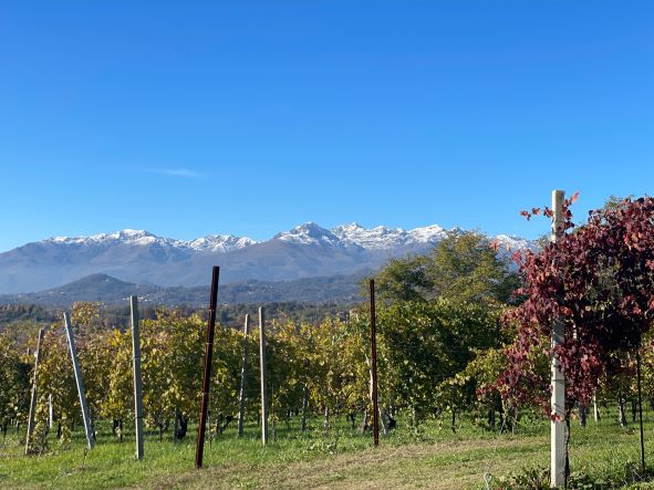 Nebbiolo - Vyno žurnalas