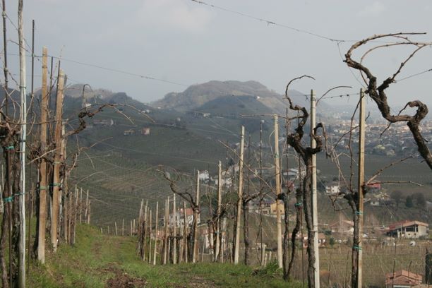 Prosecco vineyards