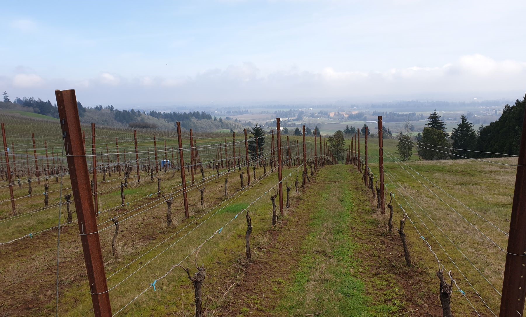 JAV Oregonas Pinot Noir USA Oregon