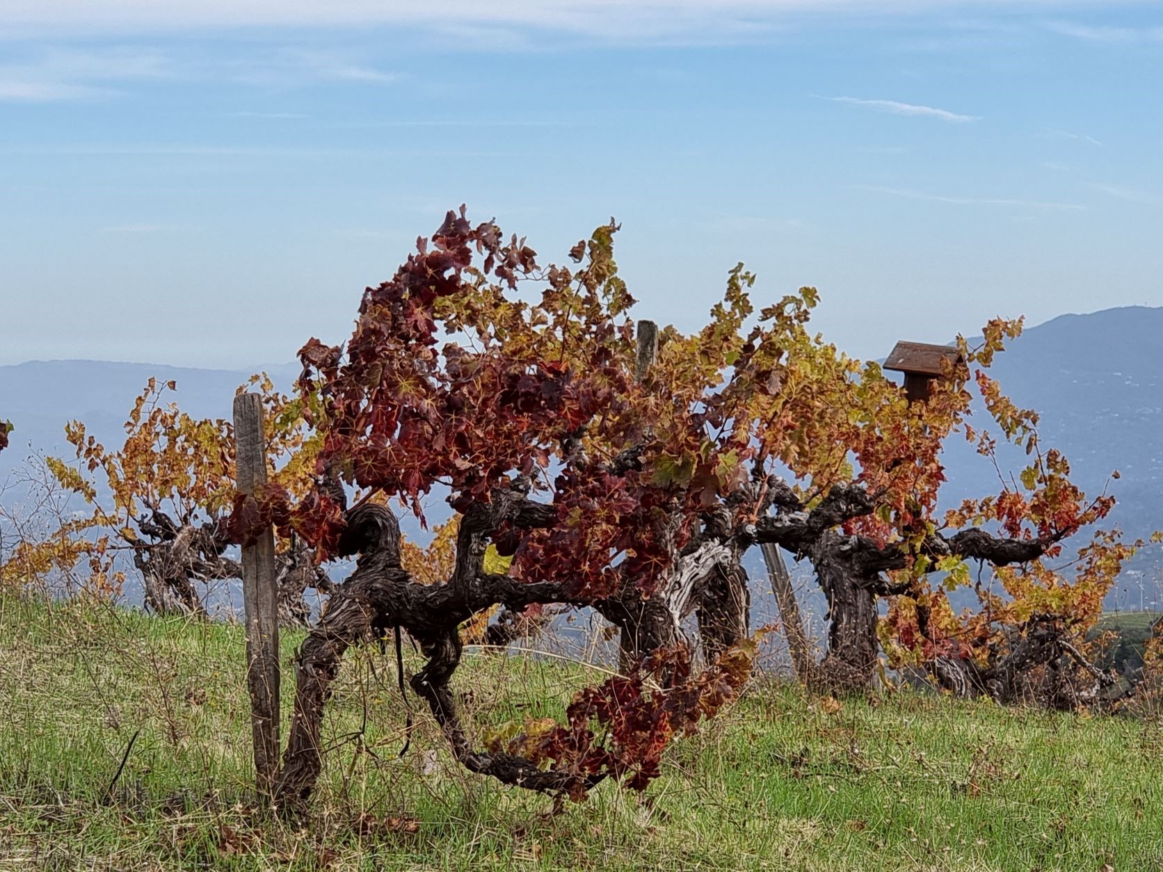 Ridge Monte Bello