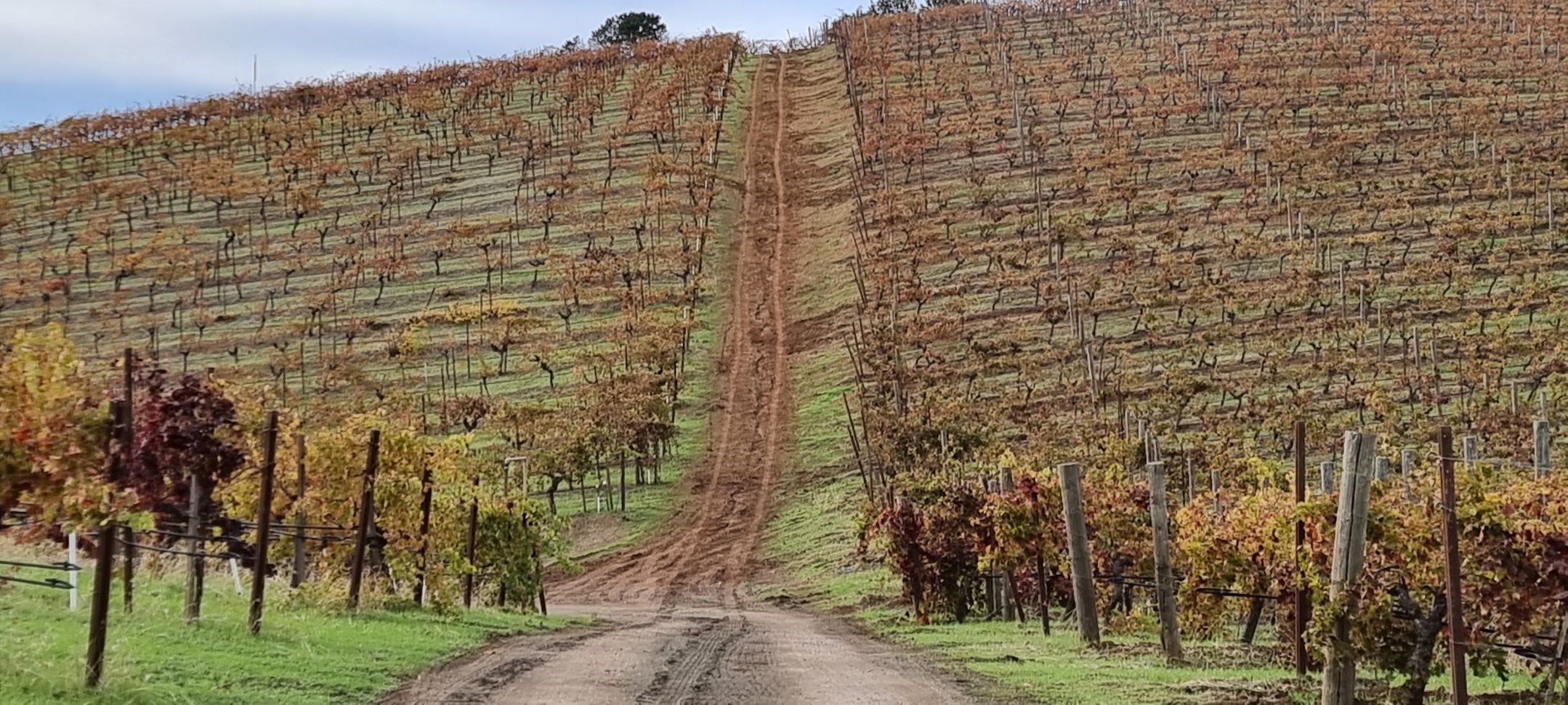 Monte Bello