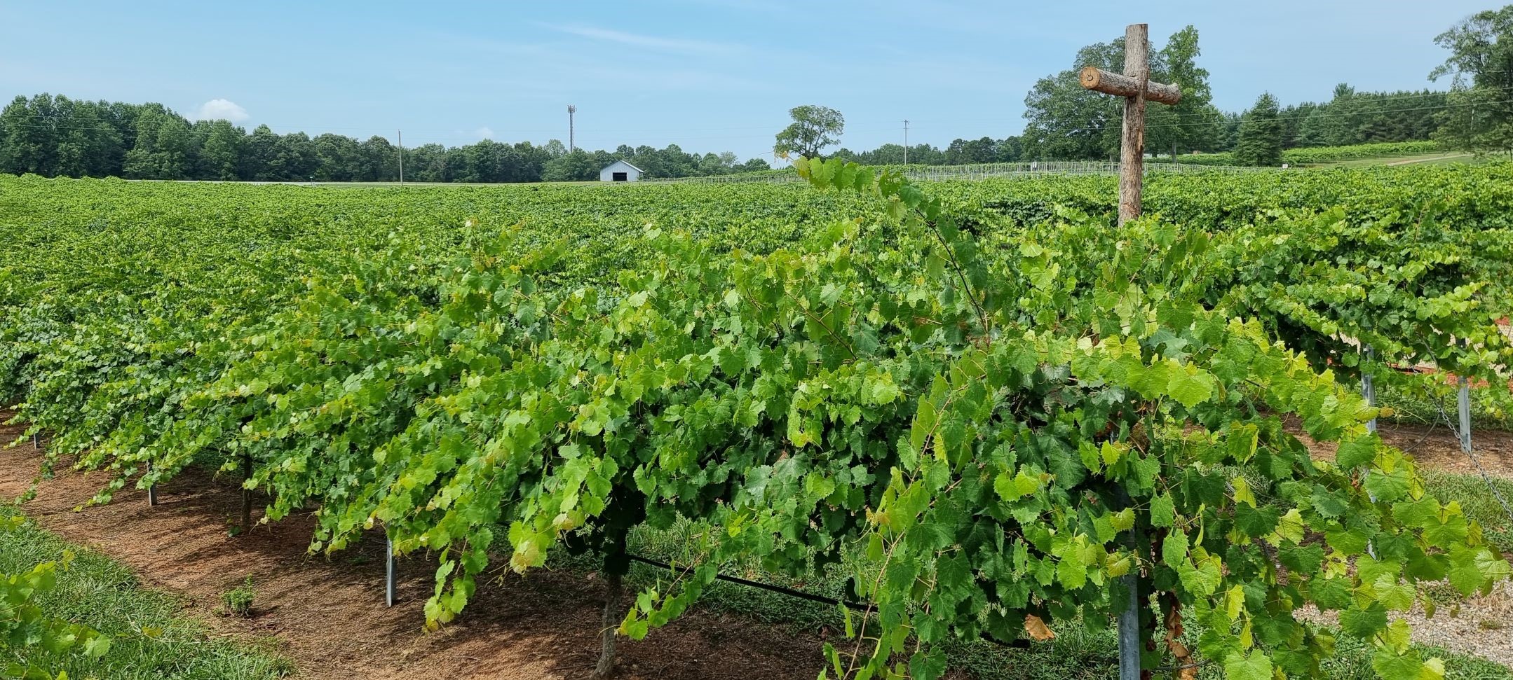 Wood Mill Winery North Carolina JAV &Scaron;iaurės Karolina