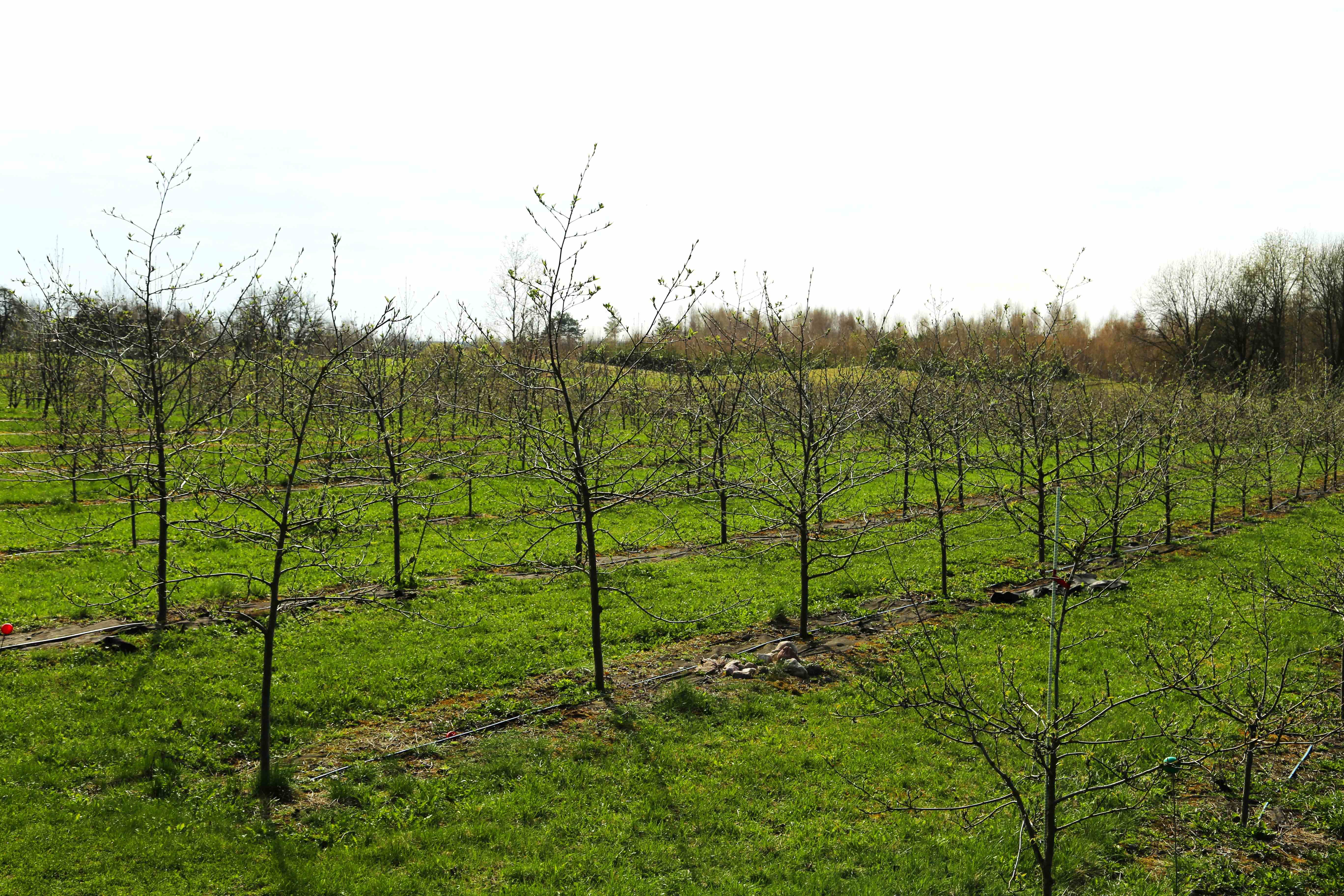 Šermukšnių vynas Geri Metai Kaukai