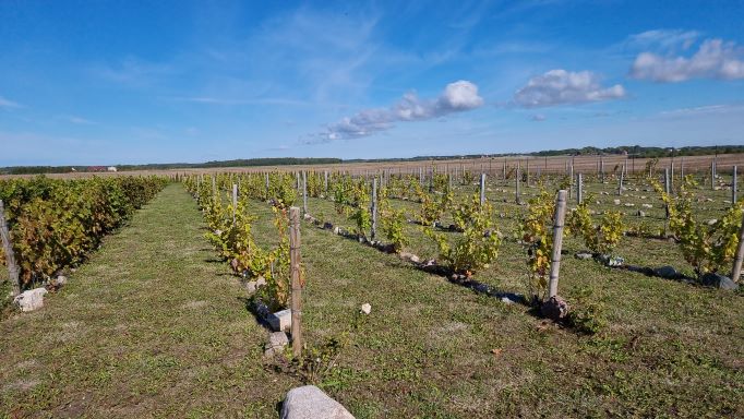 Klimatas vynuogėms auginti Lietuvoje - Vyno žurnalas