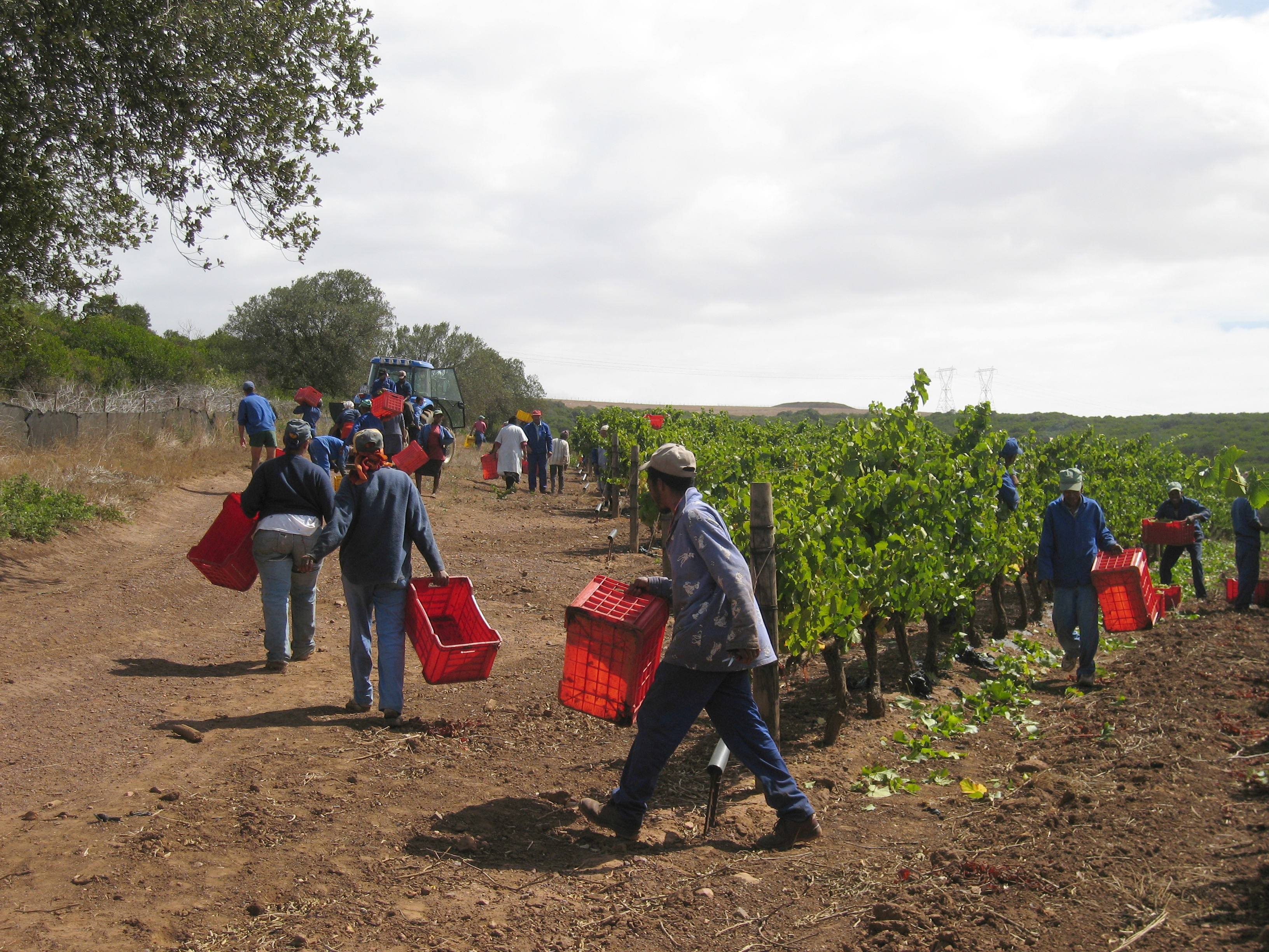 PAR derliaus skynimas 