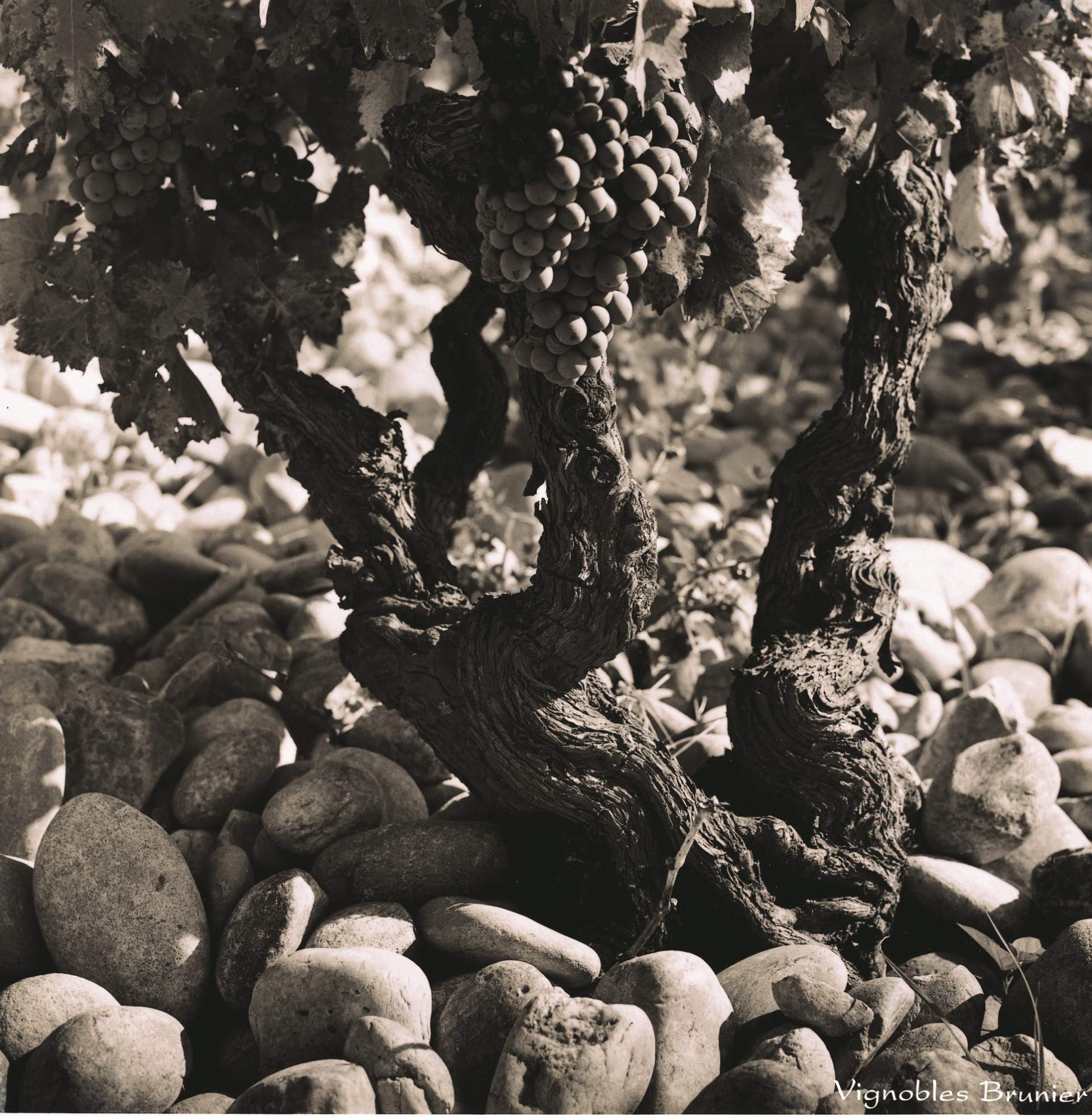 Grenache