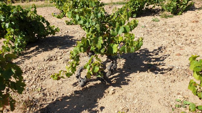 Chiroubles - pink granite sand. Beaujolais Cru. 