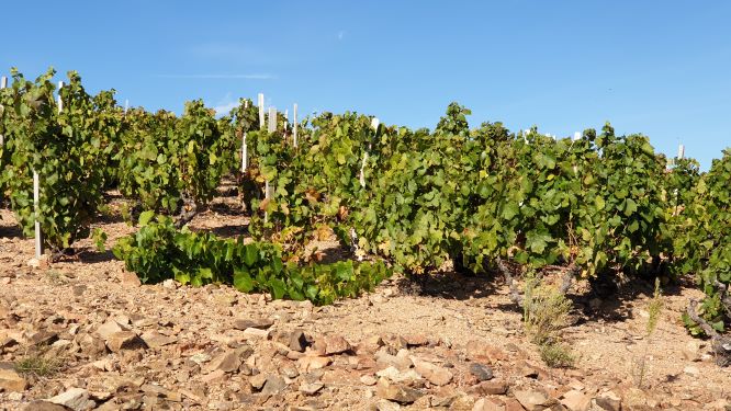 Fleurie - pink granite. Beaujolais Cru. 