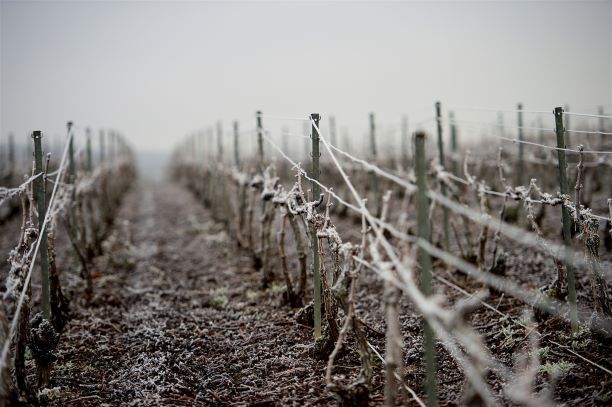 Ambonnay in winter by Eric Rodez