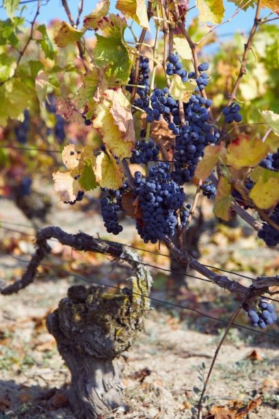 Pinot Noir in Ambonnay by Arūnas Starkus