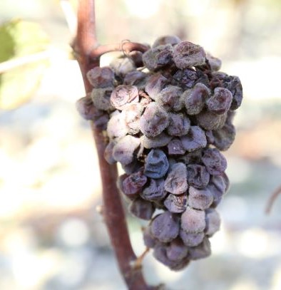 Botrytized grape - kekerinio puvinio paveikta kekė. 