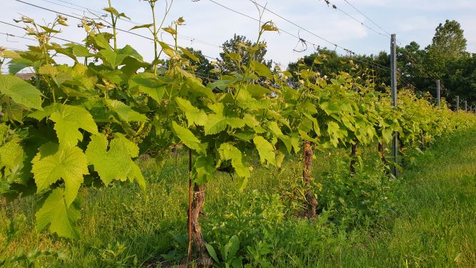 &Scaron;vedija Skane auga Pinot Noir. 